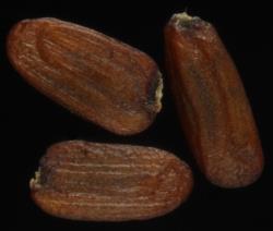 Cardamine dolichostyla. Seeds.
 Image: P.B. Heenan © Landcare Research 2019 CC BY 3.0 NZ